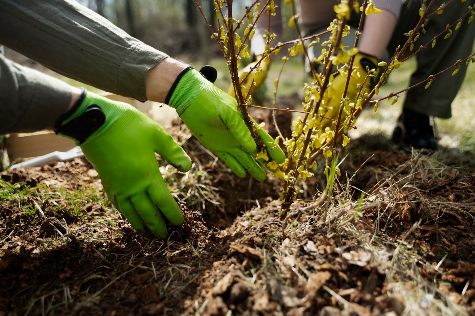 Campaña Reforestación – Reforestemos Chile